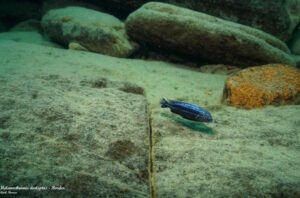 Melanochromis dialeptos 'Border'